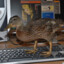 PC-ente