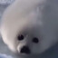 想RUA海豹