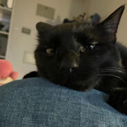 老眼昏花全凭人夸