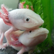 Axolotl - Joshi