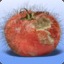 Red Hairy Tomato