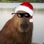 Capivara