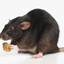 Rat