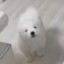 nono