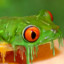 liquid frog