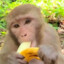 Bananamonkeys