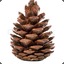 Pinecone