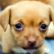 КИБЕР ПСИНА