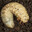 Evil Maggot