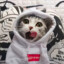 持刀侠客猫雷
