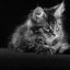 ANIME_CAT
