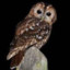 Tawny Owl