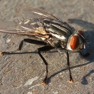 soricelul la valoare