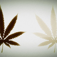 趁着队友打架疯狂偷吃电弧星