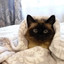 Mags the Cat