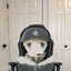 cepv2