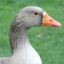 Grey-Goose