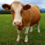 Brown Guernsey Cow