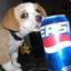 Pepsi Doggo