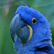 A Literal Blue Macaw