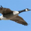 Goose 11