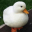 Cute duck