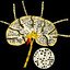 Lymph Node Warrior