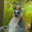 King Julien XIII