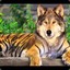 tiGRRwolf_68