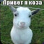 от травки снова п