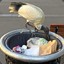 Bin Chicken