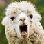 The Drama Llama