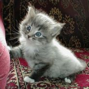 ^_^ - steam id 76561197961400420