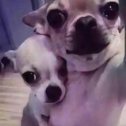 吴京勇闯香蕉道