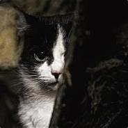 Курил Бухаев