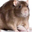 Ratthew