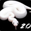 WHITE SNAKE 2.0