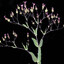 Dazzling Hundred Blossoms