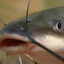 Gorlock the catfish