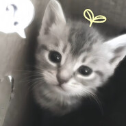 蒙蒙咪咪蒙面蛋