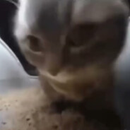 Chipi chipi chapa chapa