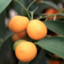 The Sensuous Kumquat