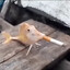 Johnlabalaloca
