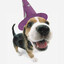 wizard