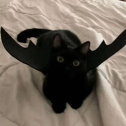 仿生小猫不会电子鱼鱼