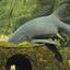 chillshark
