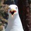 Albatroz