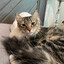 Tonetheuno's avatar