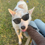 ❤伸手不打笑脸狗❤