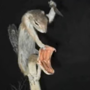 Shiv Squirrel